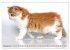 Perserkätzchen (Wandkalender 2026 DIN... - Bild 4