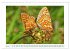 Schmetterlinge: zart und bunt... - Bild 11