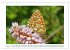 Schmetterlinge: zart und bunt... - Bild 12