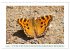 Schmetterlinge: zart und bunt... - Bild 13