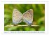 Schmetterlinge: zart und bunt... - Bild 14