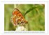 Schmetterlinge: zart und bunt... - Bild 15