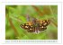 Schmetterlinge: zart und bunt... - Bild 7