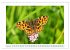 Schmetterlinge: zart und bunt... - Bild 8