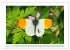 Schmetterlinge: zart und bunt... - Bild 10