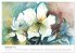 Blütenzauber - Aquarelle von ECKARD... - Bild 5