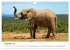 Afrikanische Elefanten in ADDO... - Bild 5