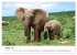 Afrikanische Elefanten in ADDO... - Bild 7