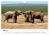 Afrikanische Elefanten in ADDO... - Bild 9