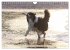 Australian Shepherd - Hütehunde mit... - Bild 11