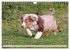 Australian Shepherd - Hütehunde mit... - Bild 12