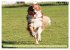 Australian Shepherd - Hütehunde mit... - Bild 13