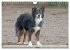 Australian Shepherd - Hütehunde mit... - Bild 15