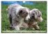 Australian Shepherd - Hütehunde mit... - Bild 5