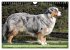 Australian Shepherd - Hütehunde mit... - Bild 9