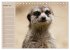 Erdmännchen (Tischkalender 2026 DIN A5... - Bild 3