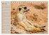 Erdmännchen (Tischkalender 2026 DIN A5... - Bild 9