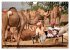 Rajasthan, Indien - Pushkar Mela... - Bild 12