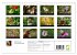 Heimische Schmetterlinge (Wandkalender... - Bild 6