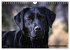 Labrador Retriever - Jagdhund mit... - Bild 11