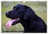 Labrador Retriever - Jagdhund mit... - Bild 13
