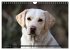 Labrador Retriever - Jagdhund mit... - Bild 15