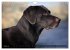 Labrador Retriever - Jagdhund mit... - Bild 7