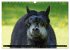 Lama und Alpaka (Wandkalender 2026 DIN... - Bild 11