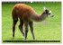 Lama und Alpaka (Wandkalender 2026 DIN... - Bild 12