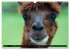 Lama und Alpaka (Wandkalender 2026 DIN... - Bild 13