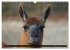 Lama und Alpaka (Wandkalender 2026 DIN... - Bild 4