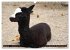 Lama und Alpaka (Wandkalender 2026 DIN... - Bild 7