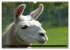 Lama und Alpaka (Wandkalender 2026 DIN... - Bild 8