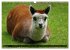 Lama und Alpaka (Wandkalender 2026 DIN... - Bild 9