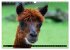 Lama und Alpaka (Wandkalender 2026 DIN... - Bild 10
