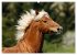 Haflinger Schönheiten (Wandkalender... - Bild 12