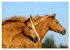 Haflinger Schönheiten (Wandkalender... - Bild 15