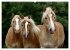 Haflinger Schönheiten (Wandkalender... - Bild 3