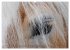 Haflinger Schönheiten (Wandkalender... - Bild 4