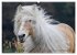 Haflinger Schönheiten (Wandkalender... - Bild 5
