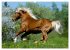 Haflinger Schönheiten (Wandkalender... - Bild 9