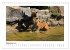 Tiger 2026 (Wandkalender 2026 DIN A4... - Bild 15