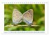 Schmetterlinge: zart und bunt... - Bild 14
