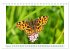 Schmetterlinge: zart und bunt... - Bild 8
