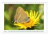 Schmetterlinge: zart und bunt... - Bild 9