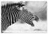 Emotionale Momente: Zebras - black &... - Bild 11
