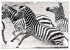 Emotionale Momente: Zebras - black &... - Bild 8
