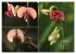 Blumenreise 2026 (hochwertiger Premium... - Bild 2