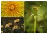 Blumenreise 2026 (hochwertiger Premium... - Bild 11