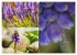 Blumenreise 2026 (hochwertiger Premium... - Bild 12